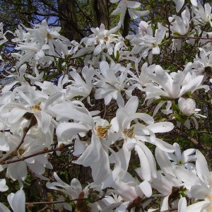 Magnolia stellata (Magnólia hviezdicovitá) ´ROYAL STAR´ kont. C3L, výška: 50-70 cm (-24°C)